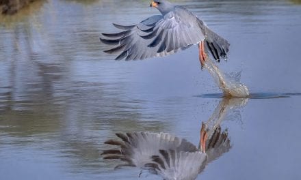 How To Get The Best Photos Of Birds In Flight