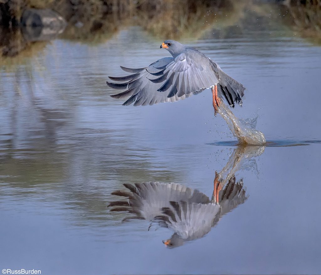 How To Get The Best Birds In Flight Photos