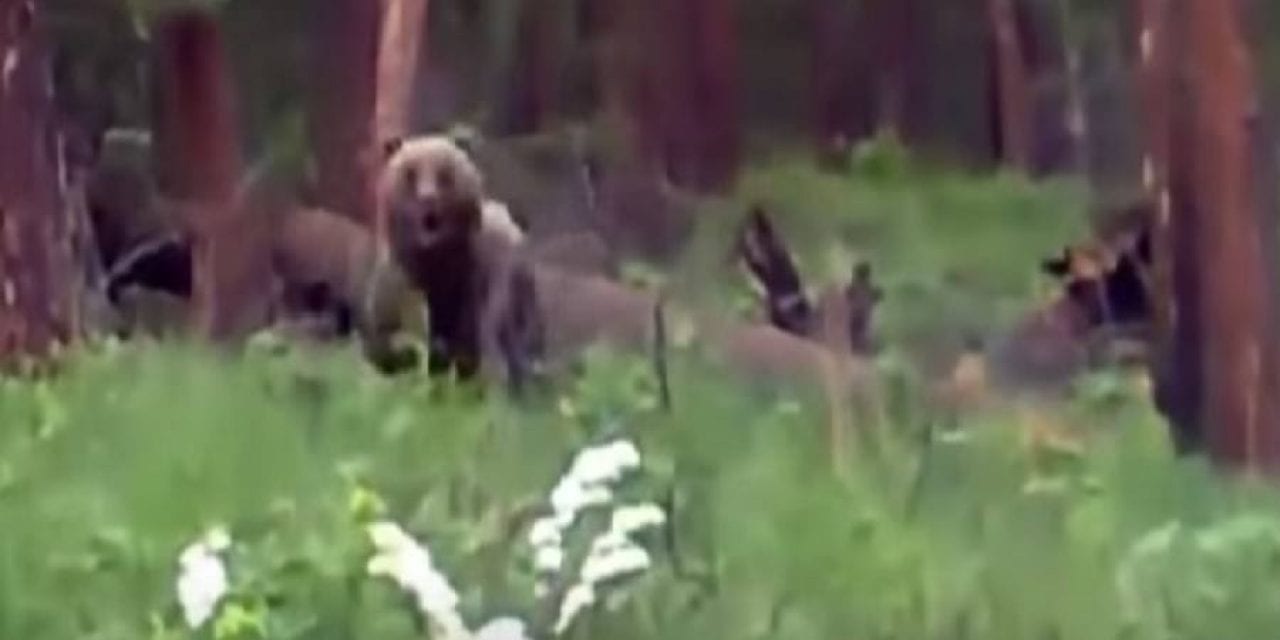 Hunters Shoot Charging Bear, Barely Avoid Getting Mauled