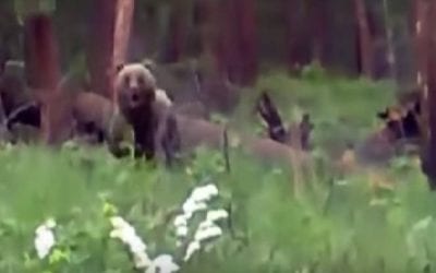 Hunters Shoot Charging Bear, Barely Avoid Getting Mauled