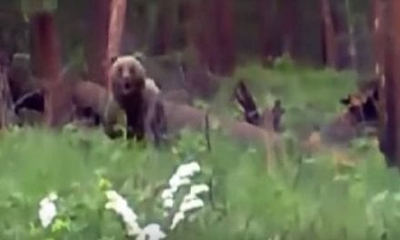 Hunters Shoot Charging Bear, Barely Avoid Getting Mauled