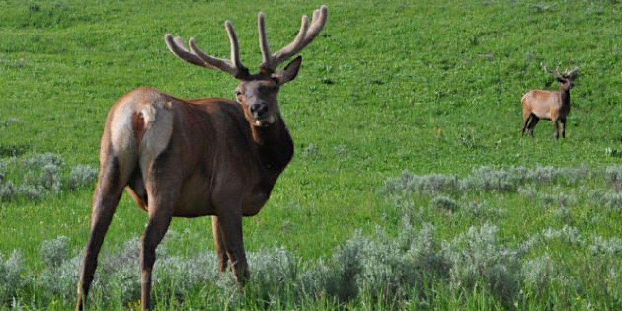 Idaho Poachers Who Illegally Took 16 Elk, 3 Deer Face Fines and Jail Time