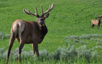 Idaho Poachers Who Illegally Took 16 Elk, 3 Deer Face Fines and Jail Time