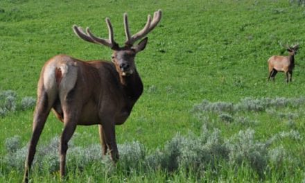 Idaho Poachers Who Illegally Took 16 Elk, 3 Deer Face Fines and Jail Time
