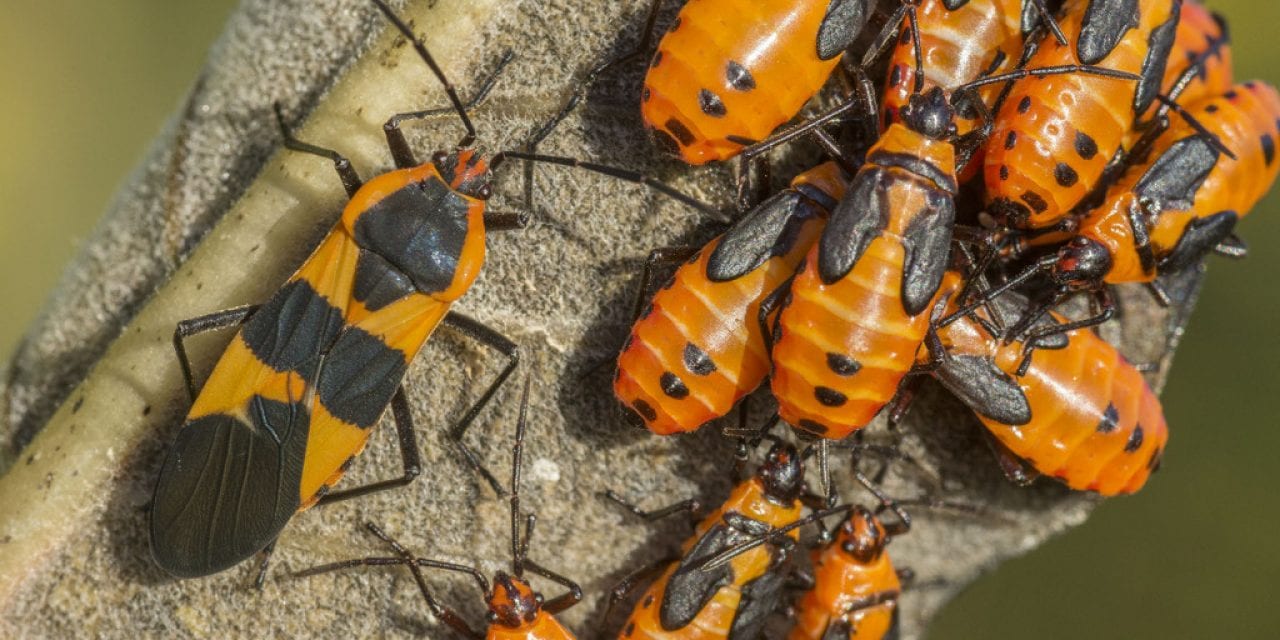 Large Milkweed Bugs