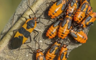 Large Milkweed Bugs