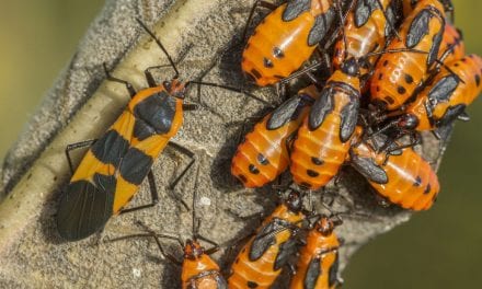 Large Milkweed Bugs