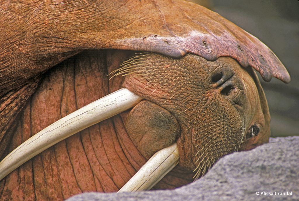 Pacific walrus