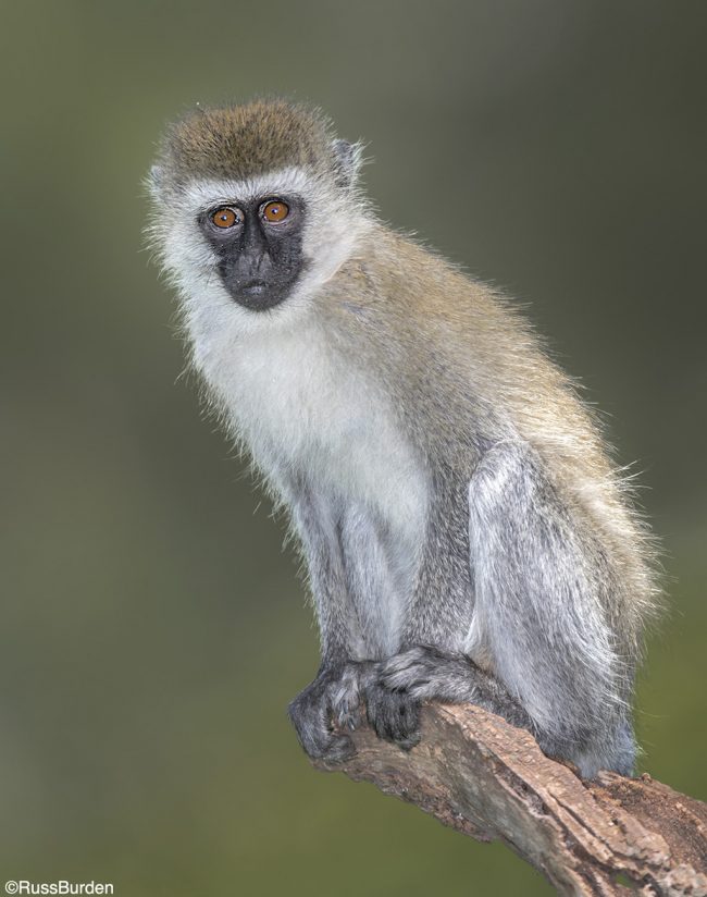 Long Lens Photography Techniques Outdoor Enthusiast Lifestyle Magazine