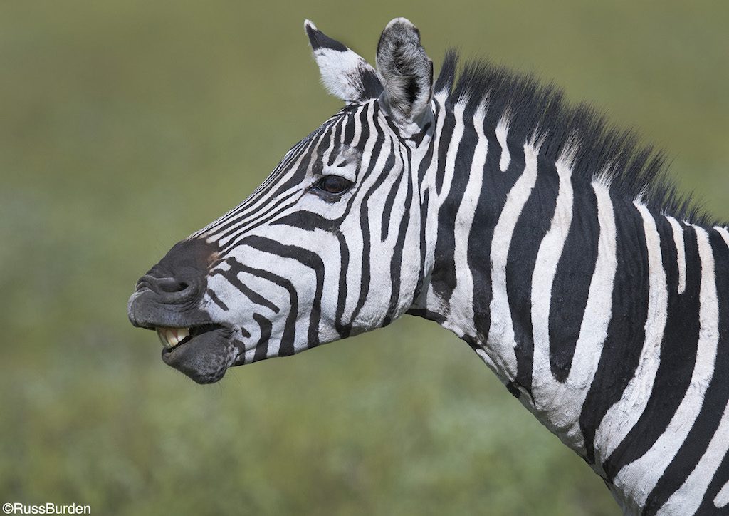 zebra