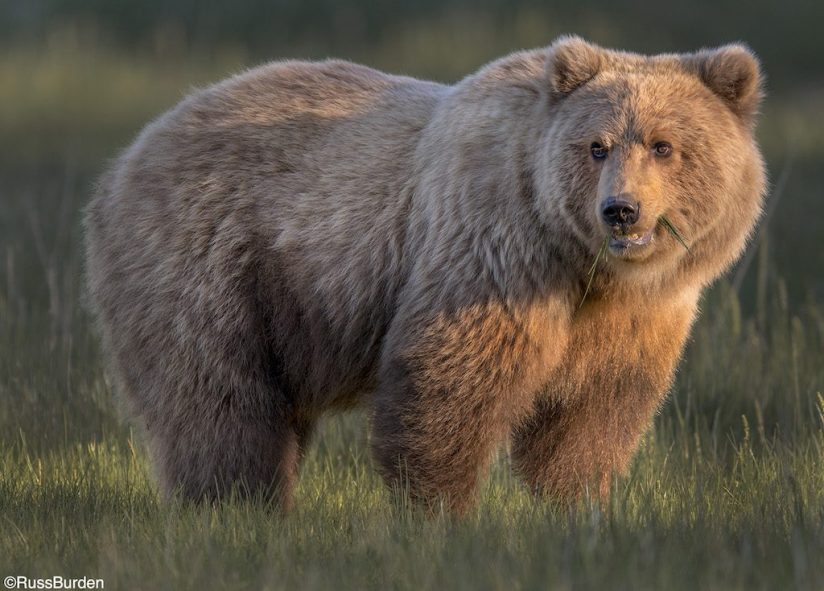 Long Lens Photography Techniques Outdoor Enthusiast Lifestyle Magazine