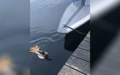 Menacing Northern Pike Targets Full-Grown Hen Mallard