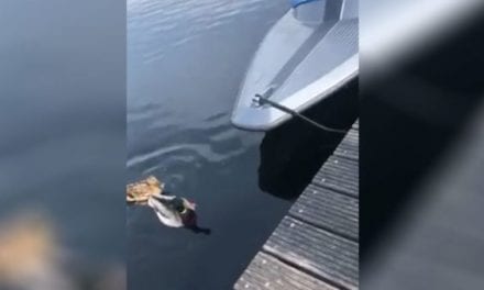 Menacing Northern Pike Targets Full-Grown Hen Mallard