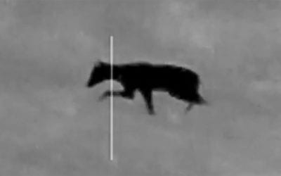 Night Hunter Shoots a Strange Animal People Are Calling a Chupacabra