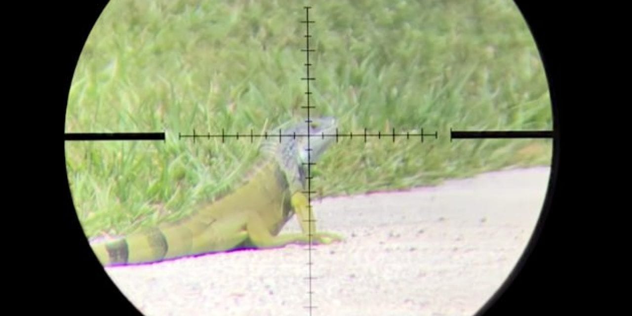 Satisfying Scope Cam Footage Shows Airgun Hunting for Invasive Florida Iguanas