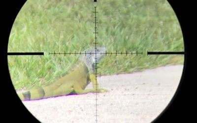 Satisfying Scope Cam Footage Shows Airgun Hunting for Invasive Florida Iguanas