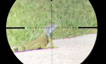 Satisfying Scope Cam Footage Shows Airgun Hunting for Invasive Florida Iguanas