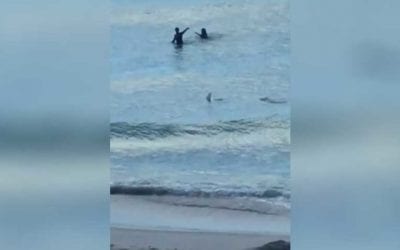 Shark Gets Eerily Close to Two Miami Beachgoers