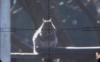 Smoking Pests With a .25-Caliber Air Rifle is Too Much Fun