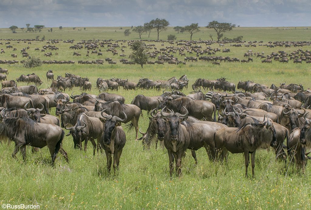 Wildebeest and zebras