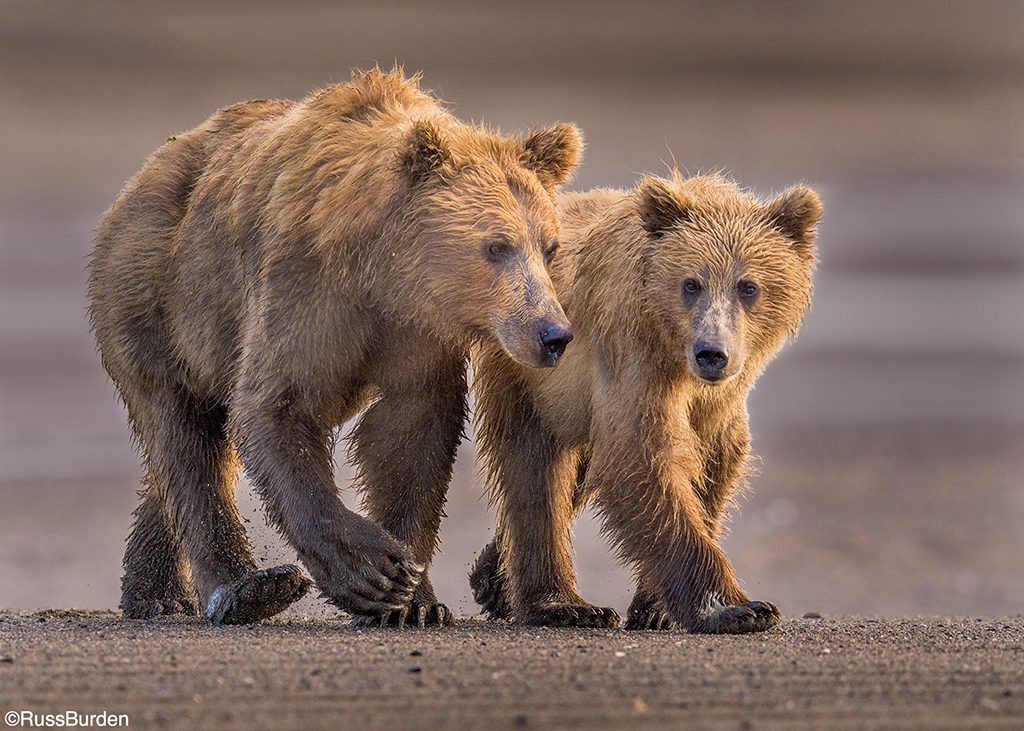 bear family