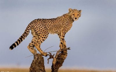So You Want To Become A Nature Photographer?