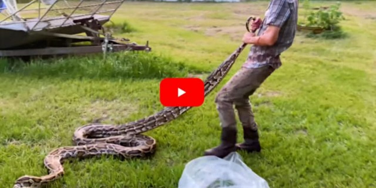 Solo Snake Hunter Battles Giant 17-Foot Florida Python in the Everglades