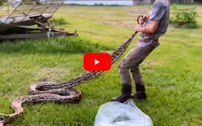 Solo Snake Hunter Battles Giant 17-Foot Florida Python in the Everglades