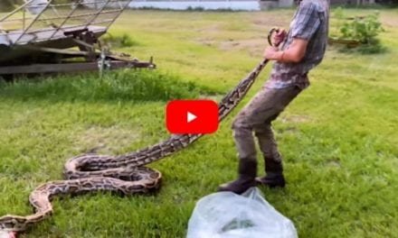 Solo Snake Hunter Battles Giant 17-Foot Florida Python in the Everglades