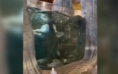 Someone Went Swimming in a Bass Pro Shops Fish Tank Again