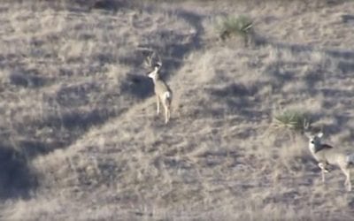 Suppressed 6.5 Creedmoor Fits the Bill for South Dakota Mule Deer Hunt