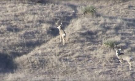 Suppressed 6.5 Creedmoor Fits the Bill for South Dakota Mule Deer Hunt