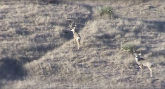 Check Out This South Dakota Mule Deer Hunt With A Suppressed 6.5 Creedmoor