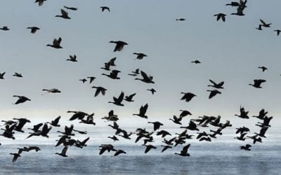Top Waterfowl Destinations We Want to Hit With the Savage Renegauge