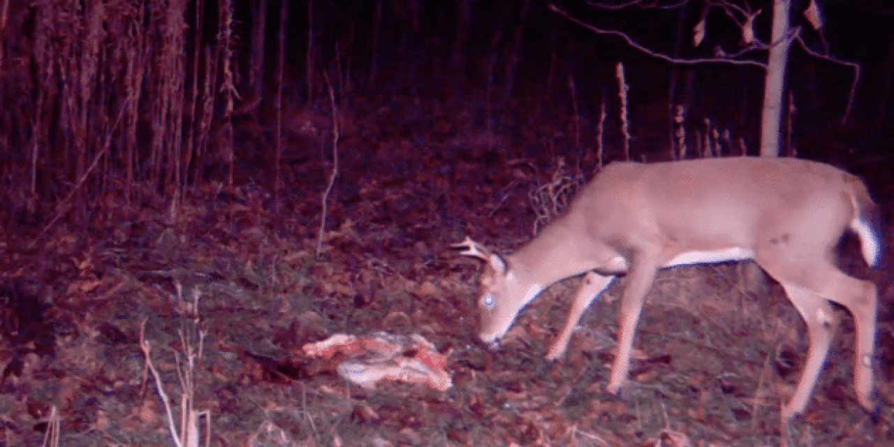 Trail Camera Footages Shows Deer Seemingly Unfazed by Gut Pile