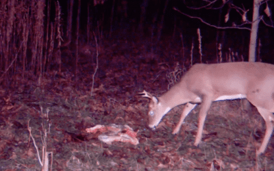 Trail Camera Footages Shows Deer Seemingly Unfazed by Gut Pile