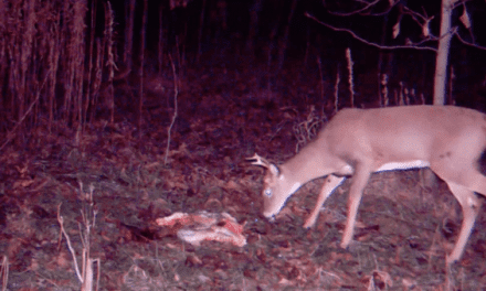 Trail Camera Footages Shows Deer Seemingly Unfazed by Gut Pile