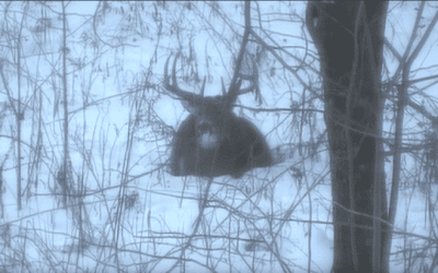 Whitetail Buck Sheds Antlers Immediately After Being Shot