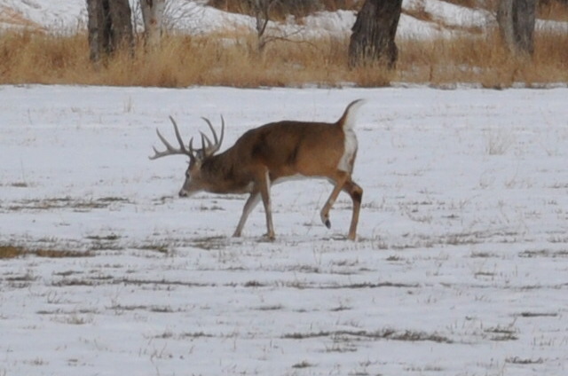 Whitetail vs. Mule Deer