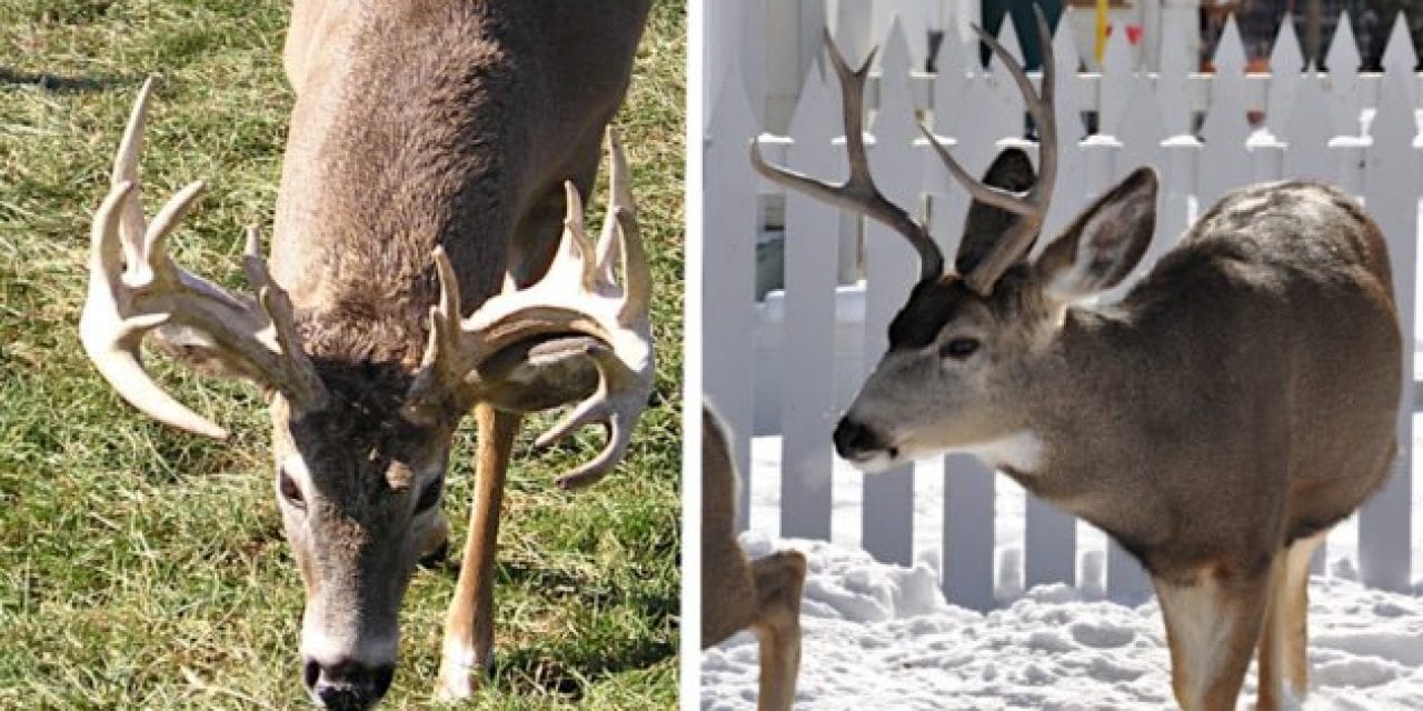 Whitetail vs. Mule Deer: The Differences, Why You Should Hunt Them and Which is Best