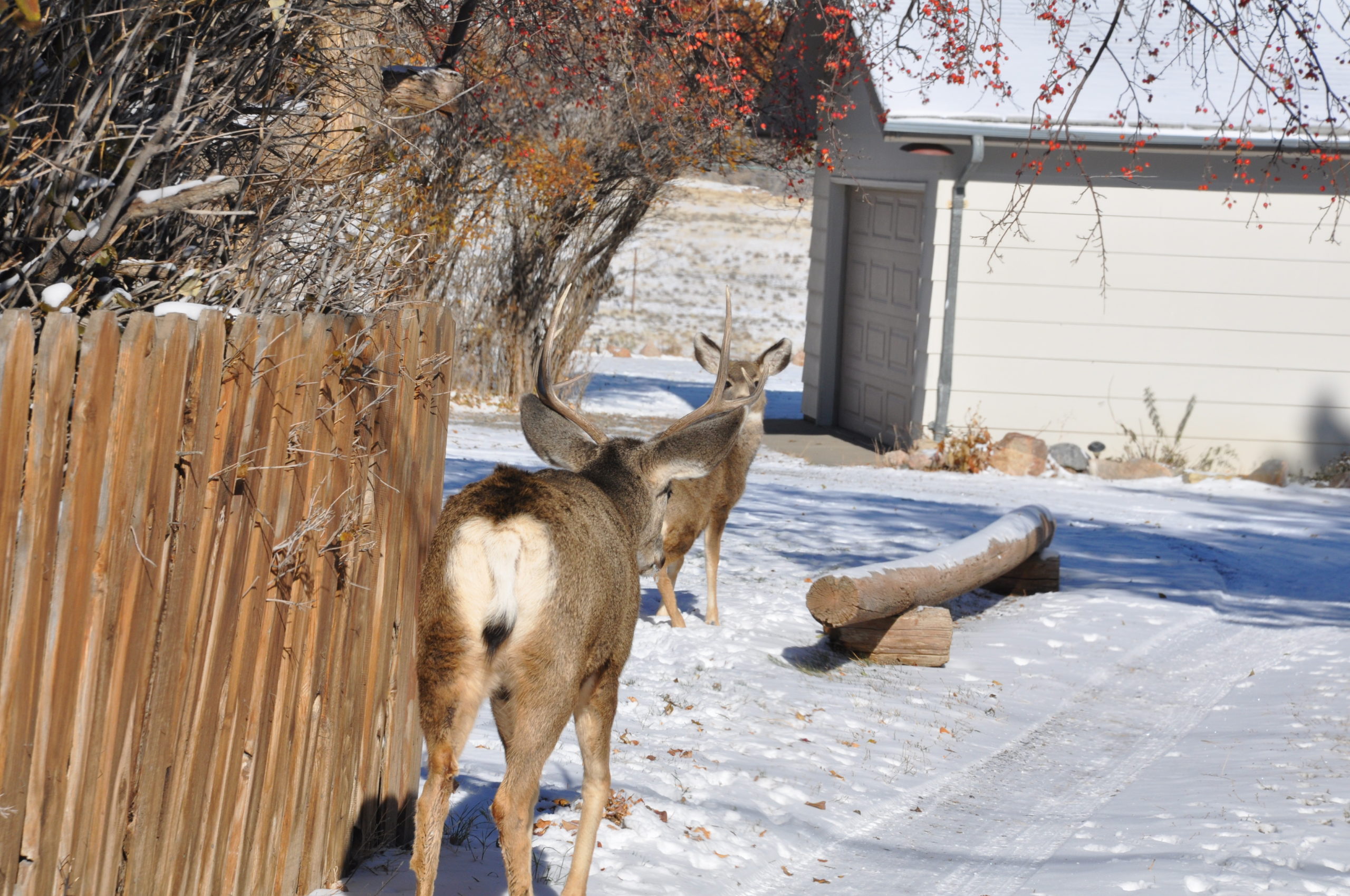 Whitetail vs. Mule Deer