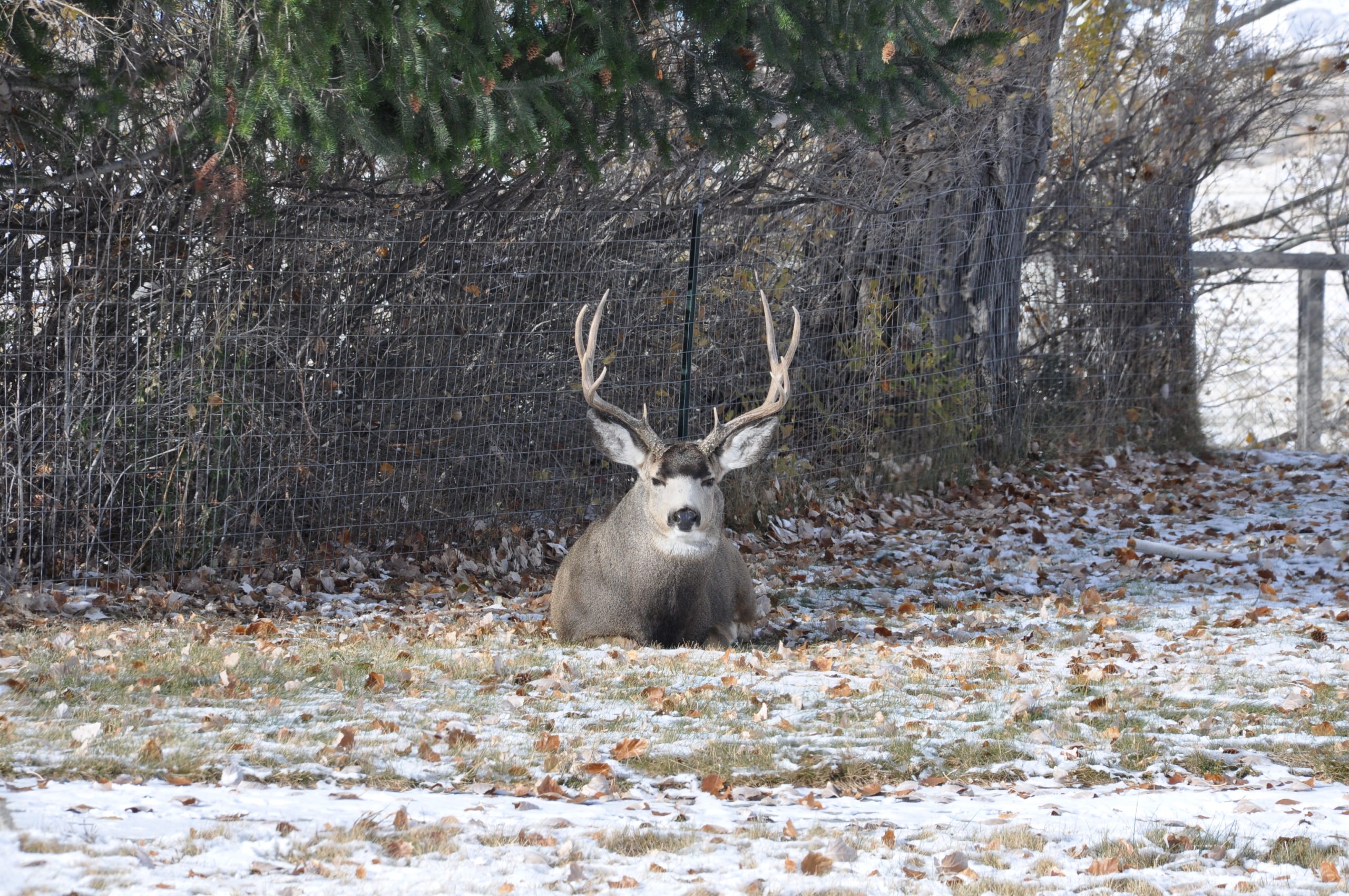 Whitetail vs. Mule Deer