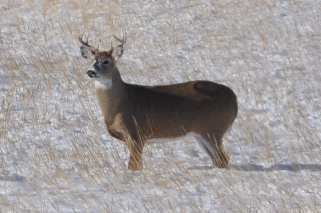 Whitetail vs. Mule Deer