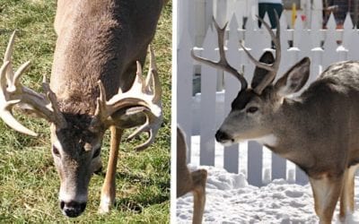 Whitetail vs. Mule Deer: The Differences, Why You Should Hunt Them and Which is Best