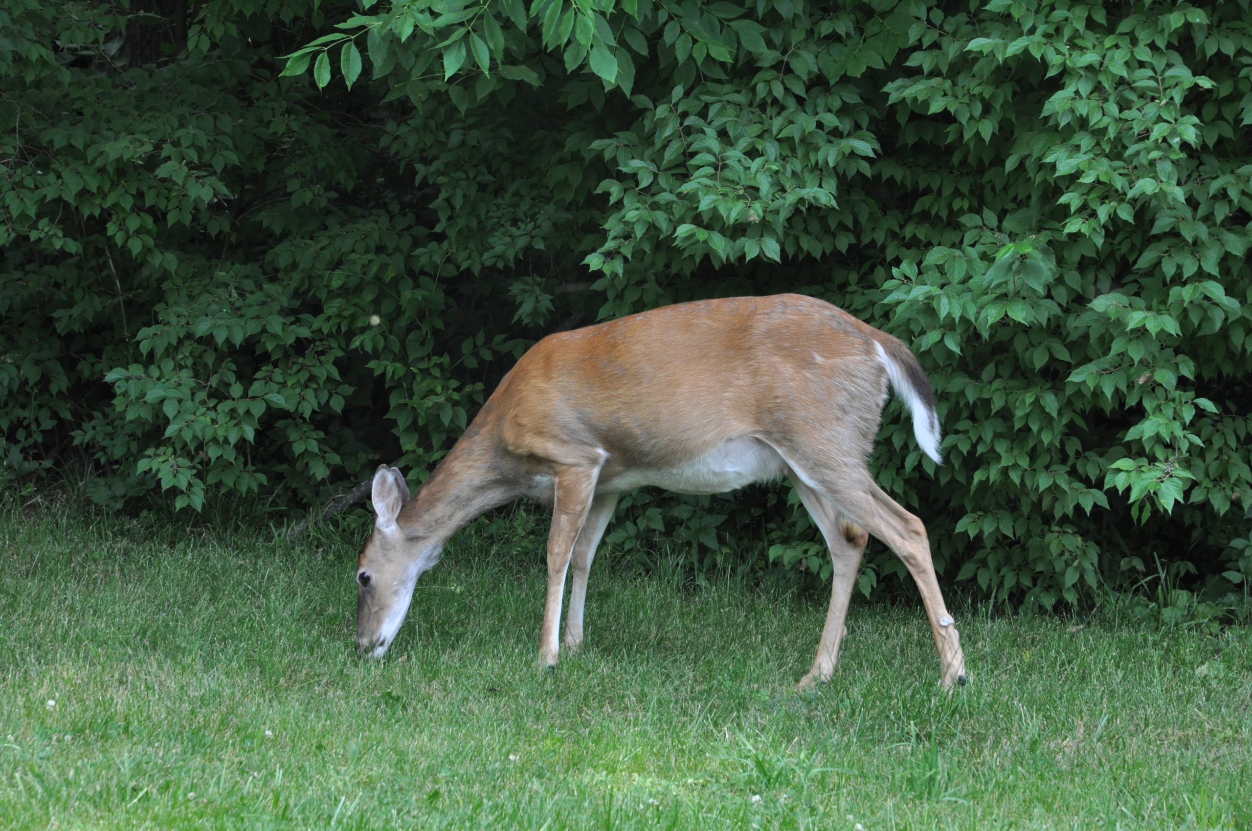 Whitetail vs. Mule Deer