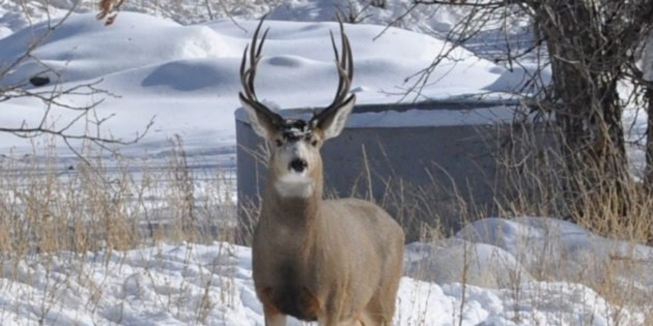 Wyoming Approves Extensive CWD Management Plan After Year of Feedback