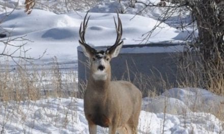 Wyoming Approves Extensive CWD Management Plan After Year of Feedback