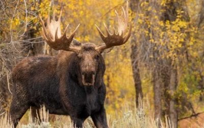 10 Best Places to Go Moose Hunting in the U.S.