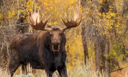 10 Best Places to Go Moose Hunting in the U.S.