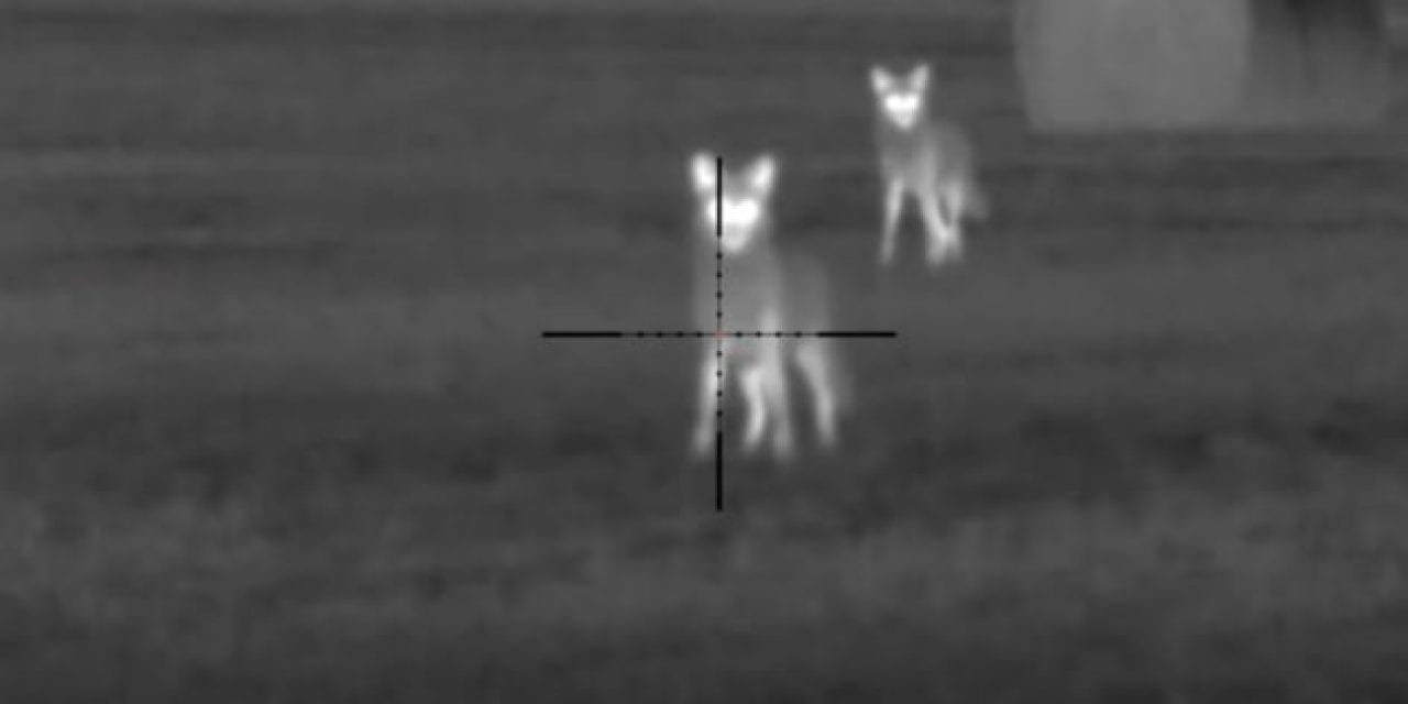 45 Coyotes Take Permanent Dirt Naps in Thermal Scope Footage